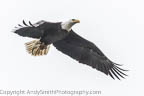 sub-adult Bald Eagle in Flight with Fish